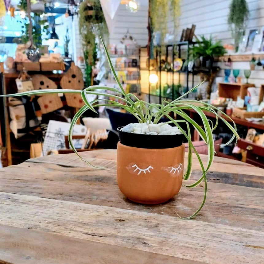 Thank You Teacher | Terracotta Mini Planter with Spider Plant