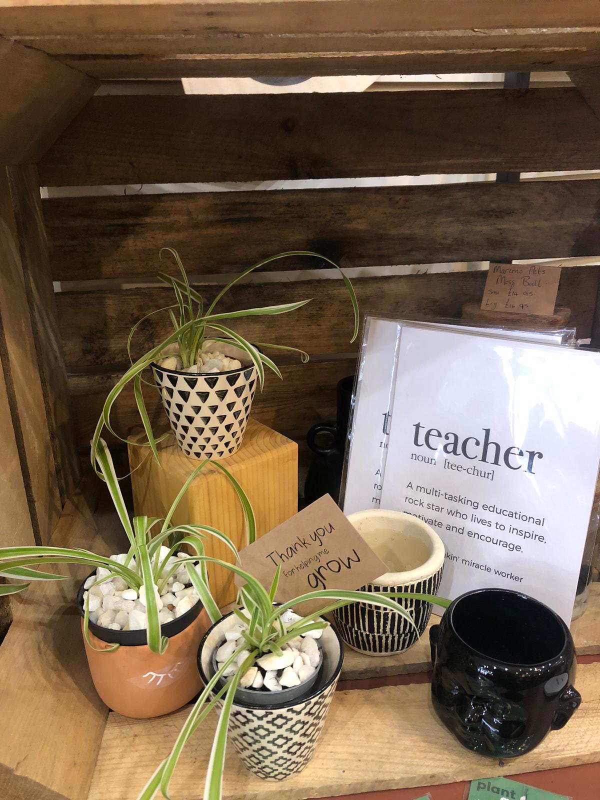 Thank You Teacher | Black Geo Mini Planter with Spider Plant
