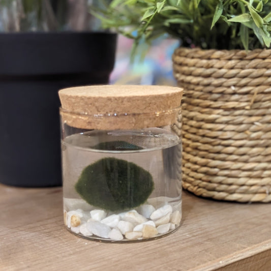 Marimo Pet Terrarium | Aquatic Moss Ball In Glass Jar