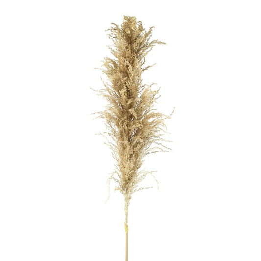 Pampas Grass | 120cm