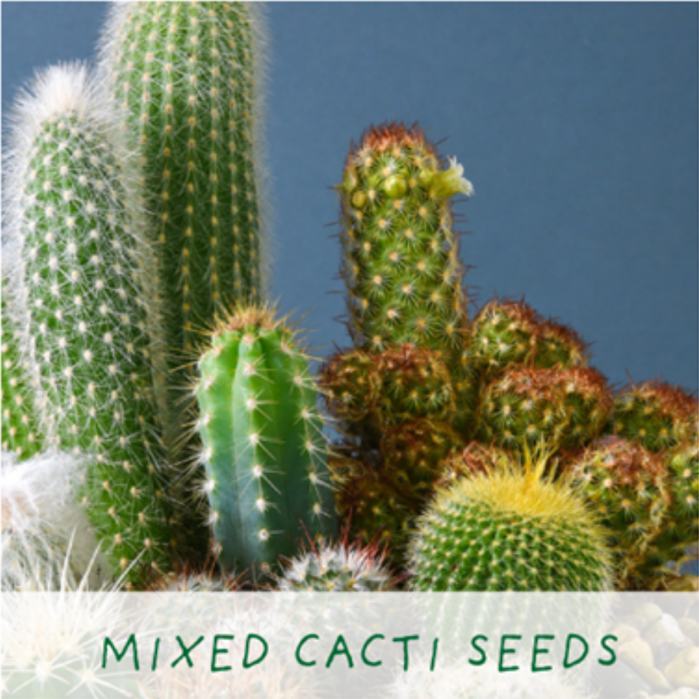 Grow Your Own - Mixed Cacti Growing Kit
