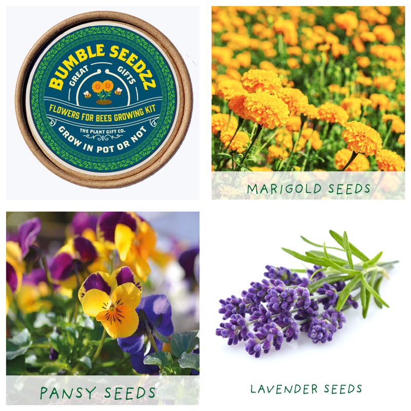 Grow Your Own - Flowers For Bees Growing Kit