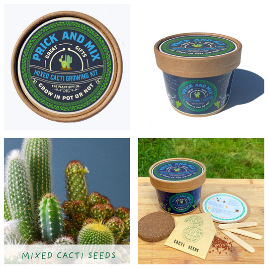 Grow Your Own - Mixed Cacti Growing Kit