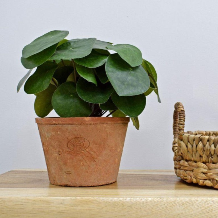 Faux Pilea Plant in Terracotta Pot